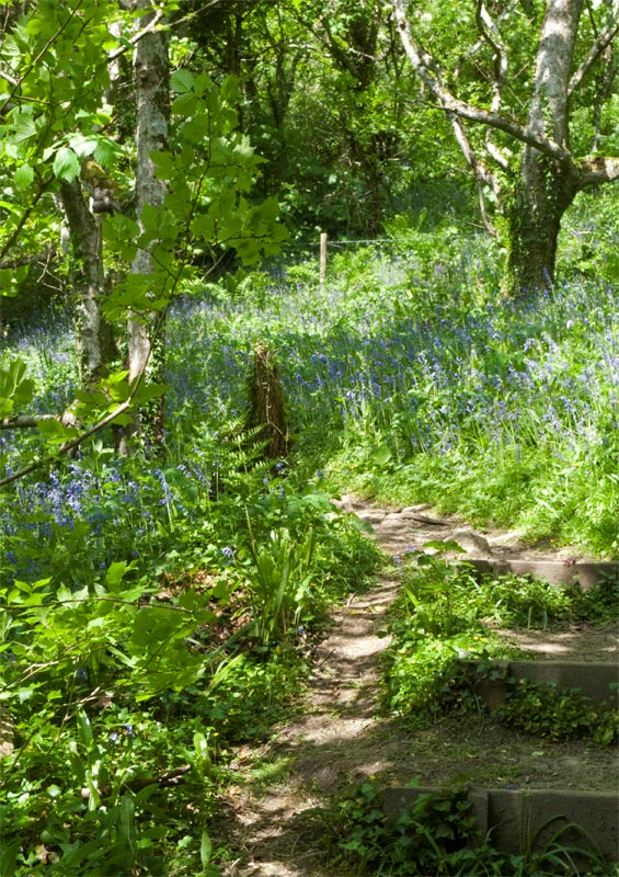 Bluebell wood