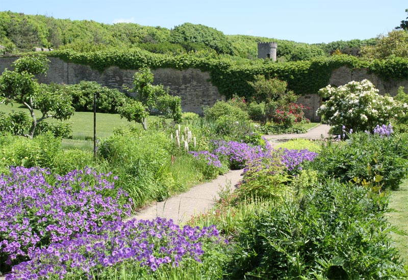 A garden in flower